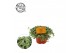 Pilea glaucophylla greyzy 