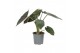 Alocasia wentii Alocasia Wentii 19cm 1 pp 