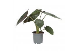 Alocasia wentii Alocasia Wentii 19cm 1 pp