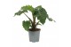Alocasia Alocasia Low Rider 19cm 1 pp 