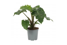 Alocasia Alocasia Low Rider 19cm 1 pp