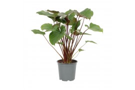 Homalomena rubescens maggy Homalomena Rubescens Maggy 19cm