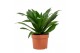 Dracaena fragrans compacta kopstek 