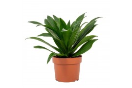Dracaena fragrans compacta kopstek