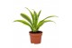 Dracaena fragrans (deremensis grp) 
