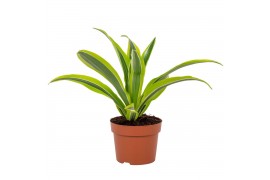 Dracaena fragrans (deremensis grp)
