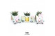 Arrangementen succulenten WOW Haworthia Gasteria, Easter mug and bunny 