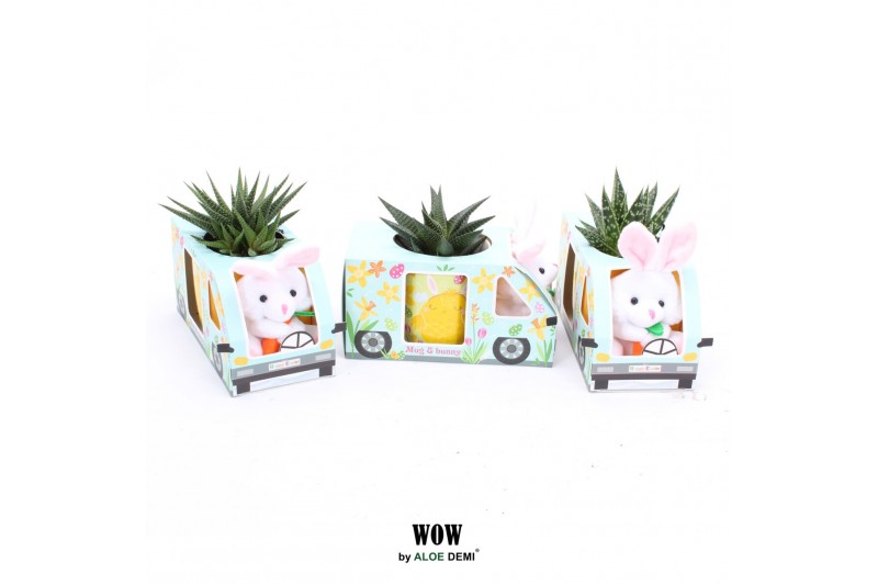 Arrangementen succulenten WOW Haworthia Gasteria, Easter mug and bunny 