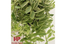 Aeschynanthus bolero bicolore hp