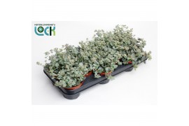 Sedum sieboldii