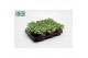 Sedum sieboldii 