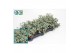 Sedum sieboldii 