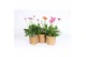 Gerbera garvinea mix in luxe zeegras mand 