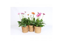 Gerbera garvinea mix in luxe zeegras mand