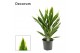 Cordyline fruticosa conga new toef decorum 