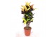 Codiaeum variegatum mrs iceton vertakt 