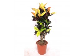 Codiaeum variegatum mrs iceton vertakt