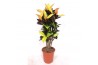 Codiaeum variegatum mrs iceton vertakt