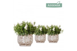 Campanula port. ambella white addenda in safari pot