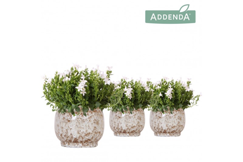 Campanula port. ambella white addenda in safari pot Campanula port. ambella white addenda in safari pot