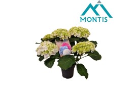 Hydrangea macr. crystal palace Wit - 5+ Bloem