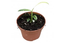 Kamerplanten Amplissimum White Variegata 1 pp