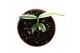 Kamerplanten Amplissimum White Variegata 1 pp 
