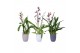 Orchideeen mix winter 2 tak in keramiek 