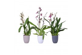 Orchideeen mix winter 2 tak in keramiek