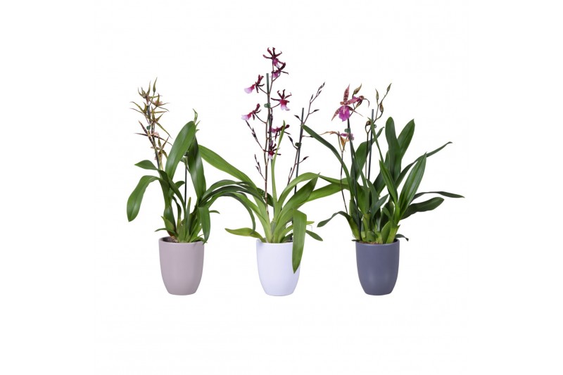 Orchideeen mix winter 2 tak in keramiek 