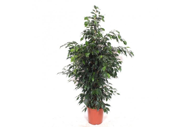 Ficus benjamina danielle Ficus Danielle 4 pp Ficus benjamina danielle Ficus Danielle 4 pp