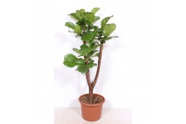Ficus lyrata Ficus lyrata stam vertakt 1 pp