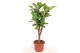 Ficus lyrata Ficus lyrata stam vertakt 1 pp 