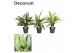 Aglaonema mix Decorum 
