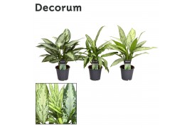 Aglaonema mix Decorum