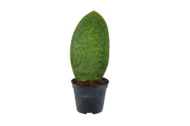 Sansevieria masoniana whale fin