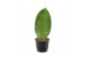 Sansevieria masoniana whale fin 