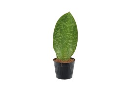 Sansevieria masoniana whale fin