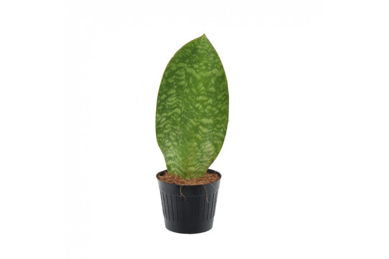Sansevieria masoniana whale fin 