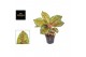 Aglaonema carnival queen 