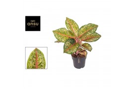 Aglaonema carnival queen