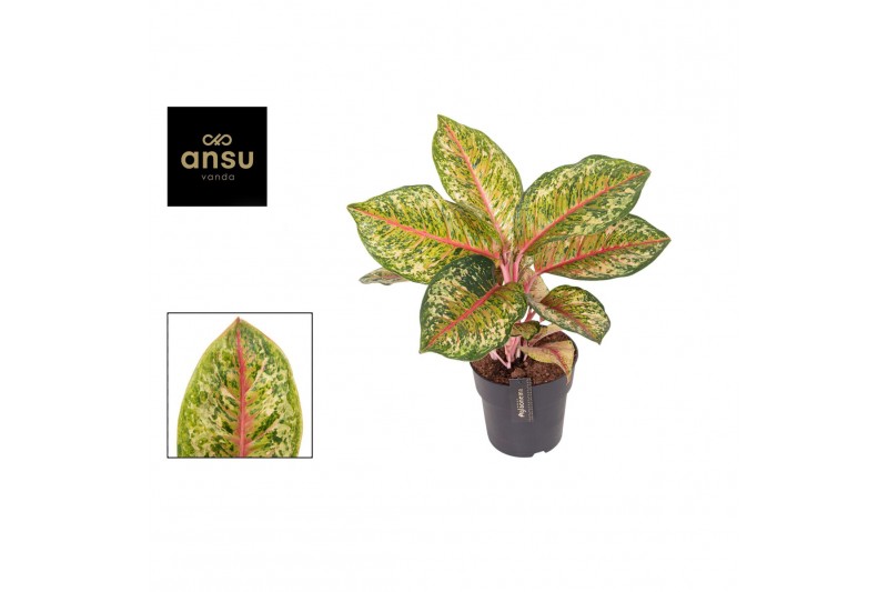 Aglaonema carnival queen 