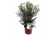 Vaste planten ozothamnus diosmifolius 