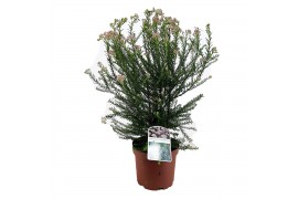 Vaste planten ozothamnus diosmifolius