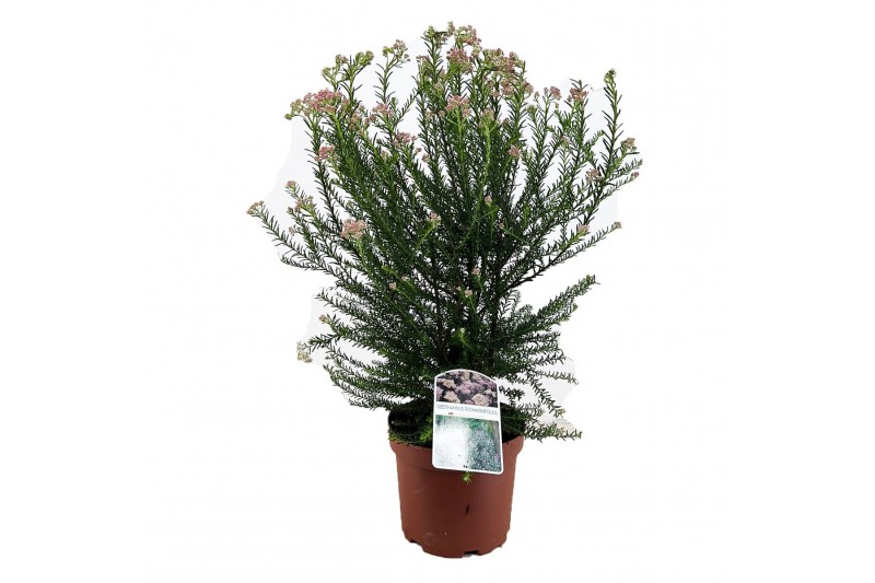 Vaste planten ozothamnus diosmifolius 