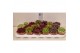 Sempervivum 5 soorten per tray 