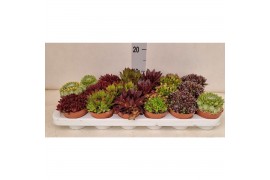 Sempervivum 5 soorten per tray
