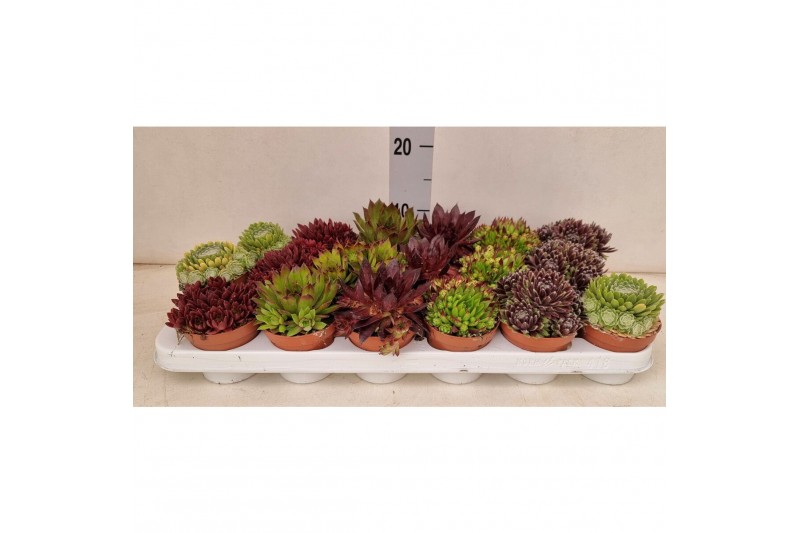 Sempervivum 5 soorten per tray 