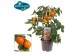 Solanum lycopersicum tomaat pick&joy cherry tomato orange 