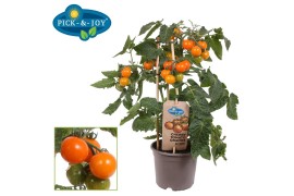 Solanum lycopersicum tomaat pick&joy cherry tomato orange